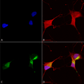 Mouse Anti-KCNQ1 Antibody [N37A/10] used in Immunocytochemistry/Immunofluorescence (ICC/IF) on Human Neuroblastoma cells (SH-SY5Y) (SMC-307)