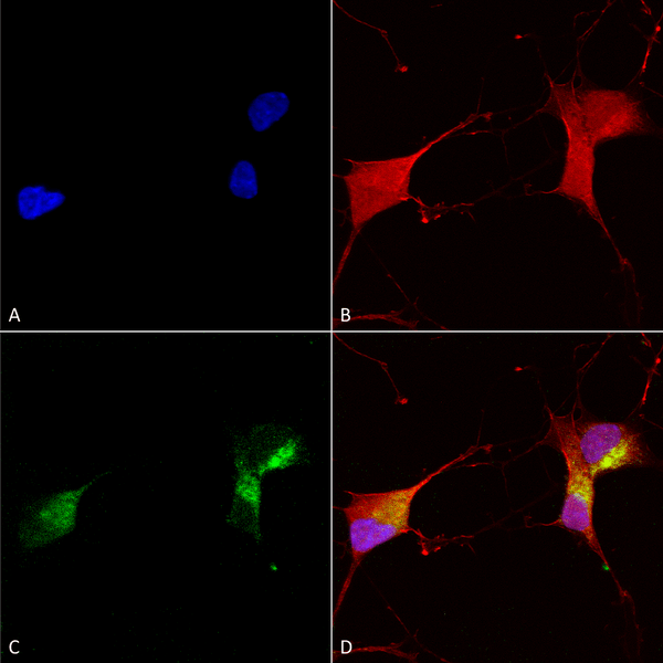 Mouse Anti-KCNQ1 Antibody [N37A/10] used in Immunocytochemistry/Immunofluorescence (ICC/IF) on Human Neuroblastoma cells (SH-SY5Y) (SMC-307)