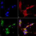 Mouse Anti-KCNQ4 Antibody [N43/6] used in Immunocytochemistry/Immunofluorescence (ICC/IF) on Human Neuroblastoma cells (SH-SY5Y) (SMC-309)