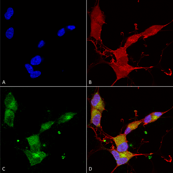 Mouse Anti-KCNQ4 Antibody [N43/6] used in Immunocytochemistry/Immunofluorescence (ICC/IF) on Human Neuroblastoma cells (SH-SY5Y) (SMC-309)