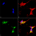 Mouse Anti-Kir2.1 Antibody [S112] used in Immunocytochemistry/Immunofluorescence (ICC/IF) on Human Neuroblastoma cells (SH-SY5Y) (SMC-310)