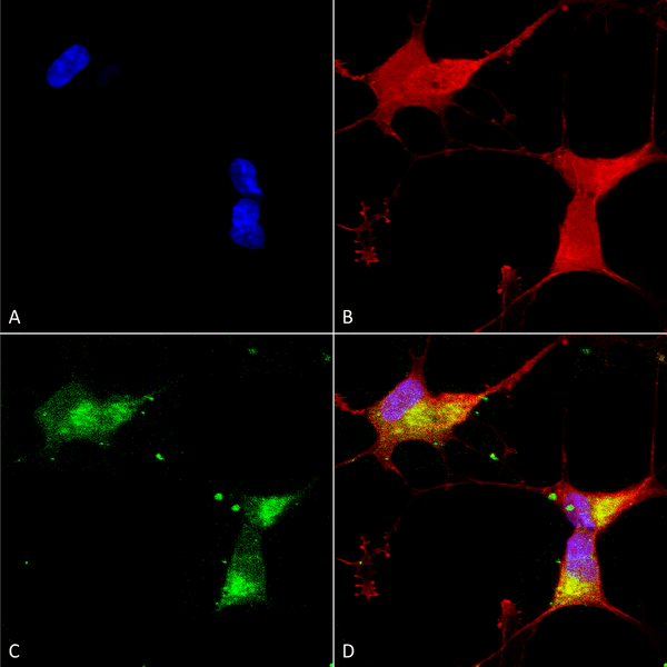 Mouse Anti-Kir2.1 Antibody [S112] used in Immunocytochemistry/Immunofluorescence (ICC/IF) on Human Neuroblastoma cells (SH-SY5Y) (SMC-310)