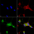 Mouse Anti-Nav1.7 Antibody [N68/6] used in Immunocytochemistry/Immunofluorescence (ICC/IF) on Human Neuroblastoma cells (SH-SY5Y) (SMC-314)