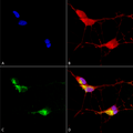 Mouse Anti-TrpV3 Antibody [N15/4] used in Immunocytochemistry/Immunofluorescence (ICC/IF) on  HumanNeuroblastoma cells (SH-SY5Y) (SMC-319)