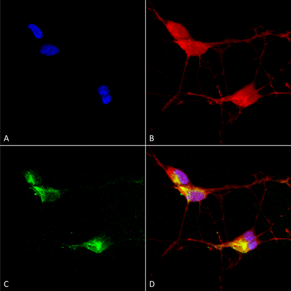 Mouse Anti-TrpV3 Antibody [N15/4] used in Immunocytochemistry/Immunofluorescence (ICC/IF) on  HumanNeuroblastoma cells (SH-SY5Y) (SMC-319)