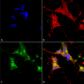 Mouse Anti-HCN4 Antibody [N114/10] used in Immunocytochemistry/Immunofluorescence (ICC/IF) on Human Neuroblastoma cells (SH-SY5Y) (SMC-320)