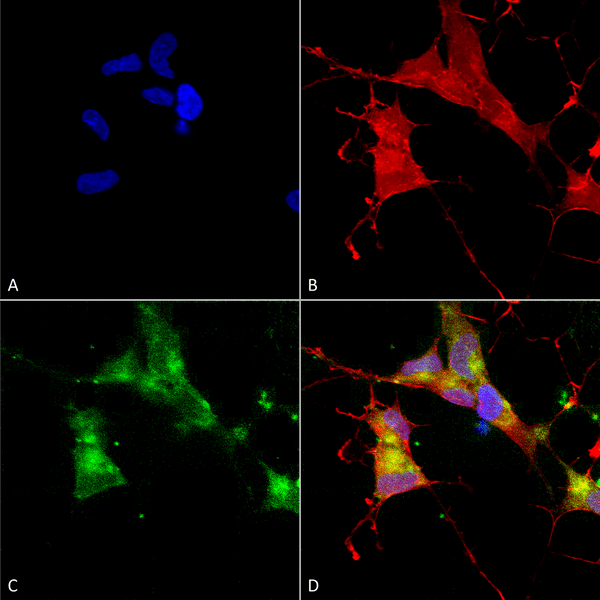 Mouse Anti-HCN4 Antibody [N114/10] used in Immunocytochemistry/Immunofluorescence (ICC/IF) on Human Neuroblastoma cells (SH-SY5Y) (SMC-320)