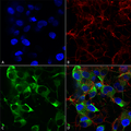 Mouse Anti-Slo2.2 Potassium Channel Antibody [N3/26] used in Immunocytochemistry/Immunofluorescence (ICC/IF) on Human Neuroblastoma cells (SH-SY5Y) (SMC-323)