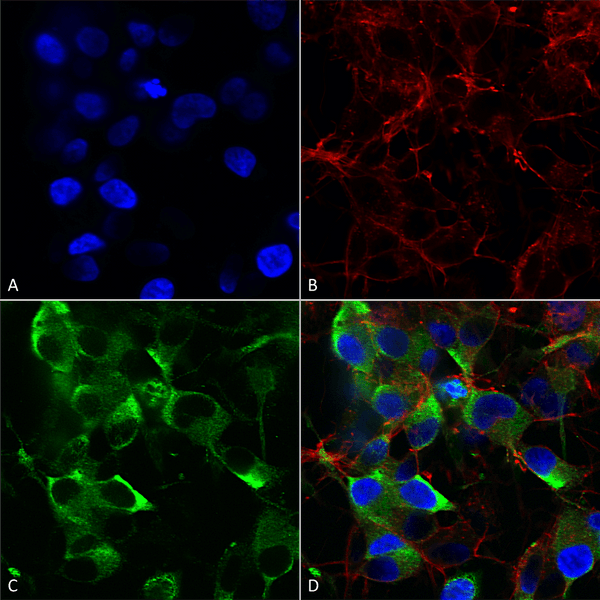 Mouse Anti-Slo2.2 Potassium Channel Antibody [N3/26] used in Immunocytochemistry/Immunofluorescence (ICC/IF) on Human Neuroblastoma cells (SH-SY5Y) (SMC-323)