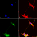 Mouse Anti-SHANK (pan) Antibody [N23b/49] used in Immunocytochemistry/Immunofluorescence (ICC/IF) on Human Neuroblastoma cells (SH-SY5Y) (SMC-327)
