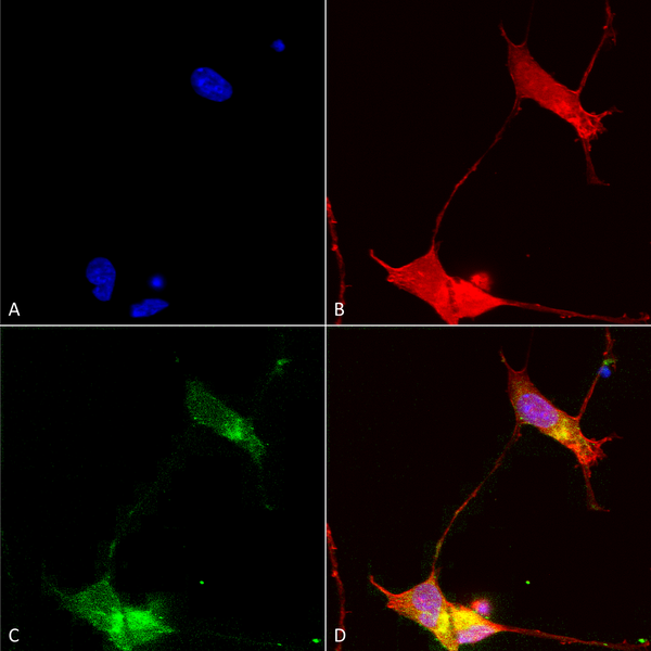 Mouse Anti-SHANK (pan) Antibody [N23b/49] used in Immunocytochemistry/Immunofluorescence (ICC/IF) on Human Neuroblastoma cells (SH-SY5Y) (SMC-327)