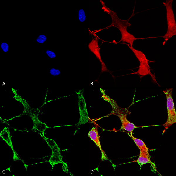 Mouse Anti-SHANK1 Antibody [N22/21] used in Immunocytochemistry/Immunofluorescence (ICC/IF) on Human Neuroblastoma cells (SH-SY5Y) (SMC-329)