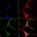 Mouse Anti-Cav beta 2 Antibody [N8b/1] used in Immunocytochemistry/Immunofluorescence (ICC/IF) on Human Neuroblastoma cells (SH-SY5Y) (SMC-332)