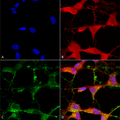 Mouse Anti-TrpV3 Antibody [N15/39] used in Immunocytochemistry/Immunofluorescence (ICC/IF) on Human Neuroblastoma cells (SH-SY5Y) (SMC-334)
