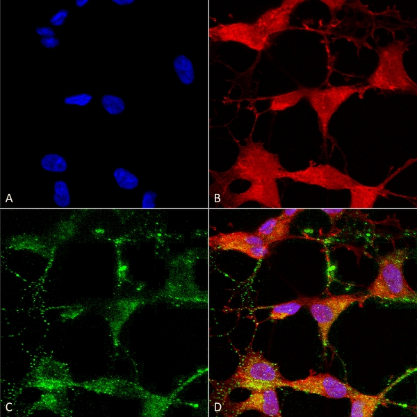 Mouse Anti-TrpV3 Antibody [N15/39] used in Immunocytochemistry/Immunofluorescence (ICC/IF) on Human Neuroblastoma cells (SH-SY5Y) (SMC-334)