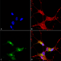 Mouse Anti-SHANK3 Antibody [S69] used in Immunocytochemistry/Immunofluorescence (ICC/IF) on Human Neuroblastoma cells (SH-SY5Y) (SMC-336)