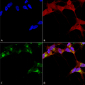 Mouse Anti-GABA-A Receptor Beta 3 Antibody [N87/25] used in Immunocytochemistry/Immunofluorescence (ICC/IF) on Human Neuroblastoma cells (SH-SY5Y) (SMC-339)