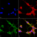 Mouse Anti-TrpC5 Antibody [N67/15] used in Immunocytochemistry/Immunofluorescence (ICC/IF) on Human Neuroblastoma cells (SH-SY5Y) (SMC-344)