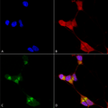 Mouse Anti-GABA-A Receptor Delta Antibody [N151/3] used in Immunocytochemistry/Immunofluorescence (ICC/IF) on Human Neuroblastoma cells (SH-SY5Y) (SMC-345)