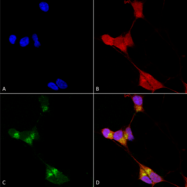 Mouse Anti-GABA-A Receptor Delta Antibody [N151/3] used in Immunocytochemistry/Immunofluorescence (ICC/IF) on Human Neuroblastoma cells (SH-SY5Y) (SMC-345)