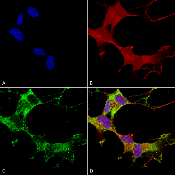 Mouse Anti-GABA-A Receptor Alpha-1 Antibody [N95/35] used in Immunocytochemistry/Immunofluorescence (ICC/IF) on Human Neuroblastoma cells (SH-SY5Y) (SMC-346)