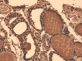 Mouse Anti-Sodium Iodide Symporter Antibody [14F] used in Immunohistochemistry (IHC) on Mouse Thyroid (SMC-391)