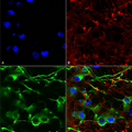 Mouse Anti-KCC2 Antibody [N1/12] used in Immunocytochemistry/Immunofluorescence (ICC/IF) on Human Neuroblastoma cells (SH-SY5Y) (SMC-392)
