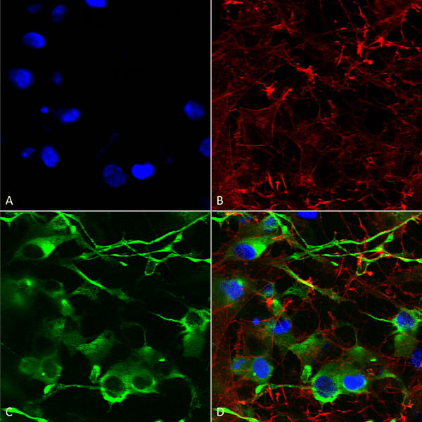 Mouse Anti-KCC2 Antibody [N1/12] used in Immunocytochemistry/Immunofluorescence (ICC/IF) on Human Neuroblastoma cells (SH-SY5Y) (SMC-392)