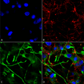 ICC-IF of human neuroblastoma (SH-SY5Y) cells using Mouse Anti-VAChT Monoclonal Antibody, Clone S6 (SMC-393) at 1:200 overnight 4°C; AlexaFluor 488 secondary 1:1000. Counterstains: Phalloidin-iFluor 647 (red, F-Actin) and Hoechst (blue, nuclei). (A) Hoechst nuclei. (B) Phalloidin F-Actin. (C) VAChT antibody. (D) Composite.