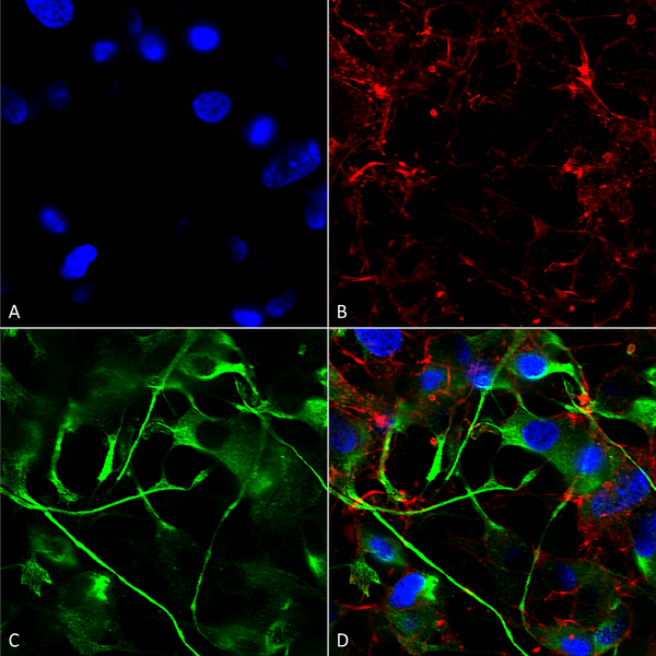 ICC-IF of human neuroblastoma (SH-SY5Y) cells using Mouse Anti-VAChT Monoclonal Antibody, Clone S6 (SMC-393) at 1:200 overnight 4°C; AlexaFluor 488 secondary 1:1000. Counterstains: Phalloidin-iFluor 647 (red, F-Actin) and Hoechst (blue, nuclei). (A) Hoechst nuclei. (B) Phalloidin F-Actin. (C) VAChT antibody. (D) Composite.