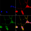 Mouse Anti-VGLUT1 Antibody [N28/9] used in Immunocytochemistry/Immunofluorescence (ICC/IF) on Human Neuroblastoma cells (SH-SY5Y) (SMC-394)