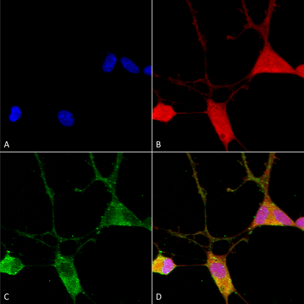 Mouse Anti-VGLUT1 Antibody [N28/9] used in Immunocytochemistry/Immunofluorescence (ICC/IF) on Human Neuroblastoma cells (SH-SY5Y) (SMC-394)