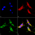 Mouse Anti-VGLUT2 Antibody [N29/29] used in Immunocytochemistry/Immunofluorescence (ICC/IF) on Human Neuroblastoma cells (SH-SY5Y) (SMC-395)