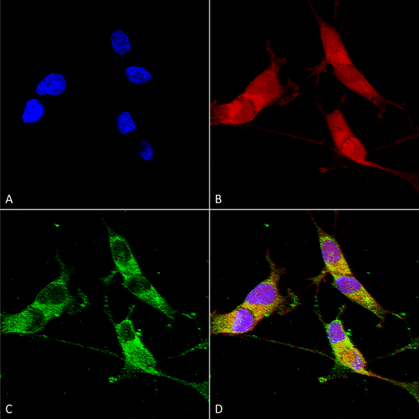 Mouse Anti-VGLUT2 Antibody [N29/29] used in Immunocytochemistry/Immunofluorescence (ICC/IF) on Human Neuroblastoma cells (SH-SY5Y) (SMC-395)
