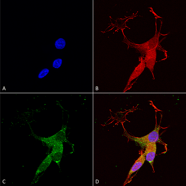 Mouse Anti-VGLUT3 Antibody [N34/34] used in Immunocytochemistry/Immunofluorescence (ICC/IF) on Human Neuroblastoma cells (SH-SY5Y) (SMC-397)