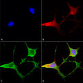 Mouse Anti-Ankyrin B Antibody [N105/13] used in Immunocytochemistry/Immunofluorescence (ICC/IF) on Human Neuroblastoma cells (SH-SY5Y) (SMC-400)