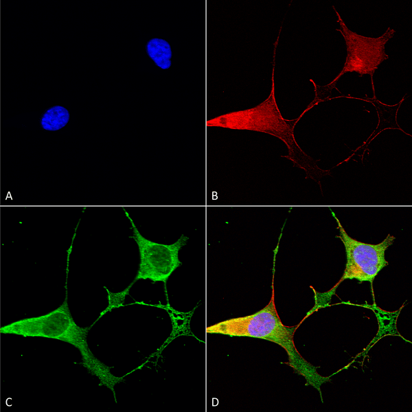 Mouse Anti-Ankyrin B Antibody [N105/13] used in Immunocytochemistry/Immunofluorescence (ICC/IF) on Human Neuroblastoma cells (SH-SY5Y) (SMC-400)