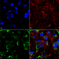 Mouse Anti-SNAT1 Antibody [N104/32] used in Immunocytochemistry/Immunofluorescence (ICC/IF) on Human Neuroblastoma cells (SH-SY5Y) (SMC-401)