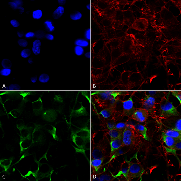 Mouse Anti-SNAT1 Antibody [N104/32] used in Immunocytochemistry/Immunofluorescence (ICC/IF) on Human Neuroblastoma cells (SH-SY5Y) (SMC-401)