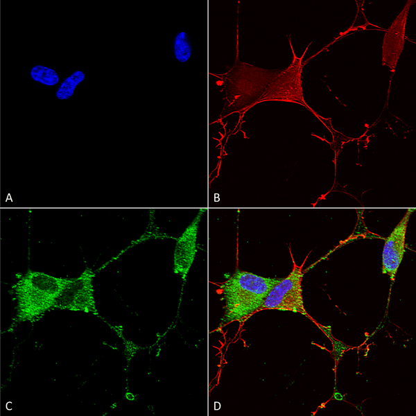 Mouse Anti-GABA-B Receptor 2 Antibody [N81/2] used in Immunocytochemistry/Immunofluorescence (ICC/IF) on Human Neuroblastoma cells (SH-SY5Y) (SMC-402)