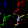 Mouse Anti-Ankyrin G Antibody [N106/20] used in Immunocytochemistry/Immunofluorescence (ICC/IF) on Human Neuroblastoma cells (SH-SY5Y) (SMC-404)
