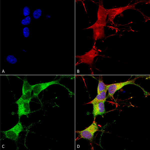 Mouse Anti-Ankyrin G Antibody [N106/20] used in Immunocytochemistry/Immunofluorescence (ICC/IF) on Human Neuroblastoma cells (SH-SY5Y) (SMC-404)