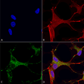 Mouse Anti-Cav3.1 Antibody [N178A/9] used in Immunocytochemistry/Immunofluorescence (ICC/IF) on Human Neuroblastoma cells (SH-SY5Y) (SMC-405)