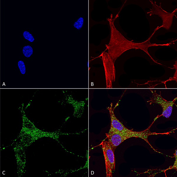 Mouse Anti-Cav3.1 Antibody [N178A/9] used in Immunocytochemistry/Immunofluorescence (ICC/IF) on Human Neuroblastoma cells (SH-SY5Y) (SMC-405)
