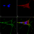 Mouse Anti-GluN1 Antibody [N308/48] used in Immunocytochemistry/Immunofluorescence (ICC/IF) on Human Neuroblastoma cells (SH-SY5Y) (SMC-410)