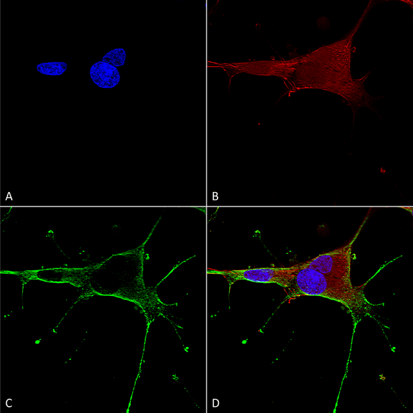 Mouse Anti-GluN1 Antibody [N308/48] used in Immunocytochemistry/Immunofluorescence (ICC/IF) on Human Neuroblastoma cells (SH-SY5Y) (SMC-410)