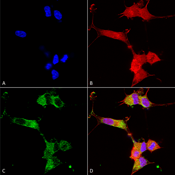 Mouse Anti-NALCN Antibody [N187/7] used in Immunocytochemistry/Immunofluorescence (ICC/IF) on Human Neuroblastoma cells (SH-SY5Y) (SMC-417)