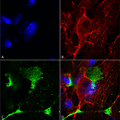 Mouse Anti-LRP4 (Extracellular) Antibody [N207/27] used in Immunocytochemistry/Immunofluorescence (ICC/IF) on Human Neuroblastoma cells (SH-SY5Y) (SMC-418)