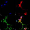 Mouse Anti-mGluR1/5 Antibody [N75/3] used in Immunocytochemistry/Immunofluorescence (ICC/IF) on Human Neuroblastoma cells (SH-SY5Y) (SMC-419)