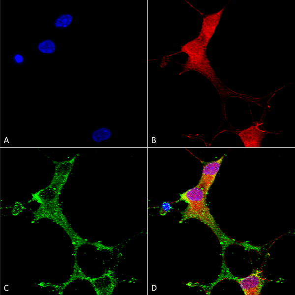 Mouse Anti-mGluR1/5 Antibody [N75/3] used in Immunocytochemistry/Immunofluorescence (ICC/IF) on Human Neuroblastoma cells (SH-SY5Y) (SMC-419)